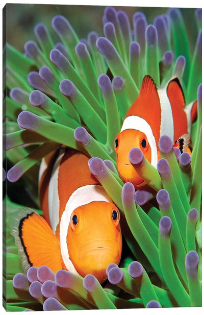 Clown Anemonefish In Sea Anemone Tentacles, Indonesia Canvas Art Print