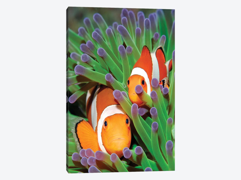 Clown Anemonefish In Sea Anemone Tentacles, Indonesia 1-piece Canvas Artwork