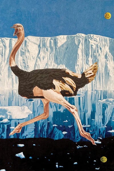 Ostriches: Wait, Something's Not Right by Stephen Hall