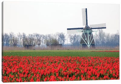 Netherlands, Old wooden windmill in a field of red tulips Canvas Art Print - Netherlands Art