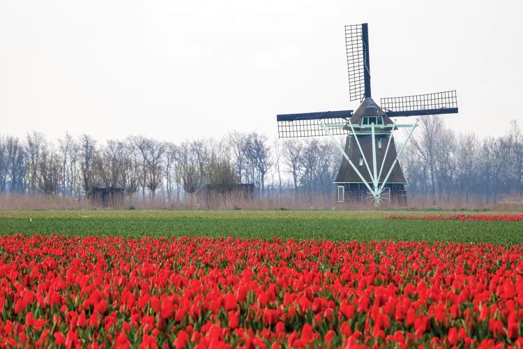 Netherlands, Old wooden windmill in a field of red tulips