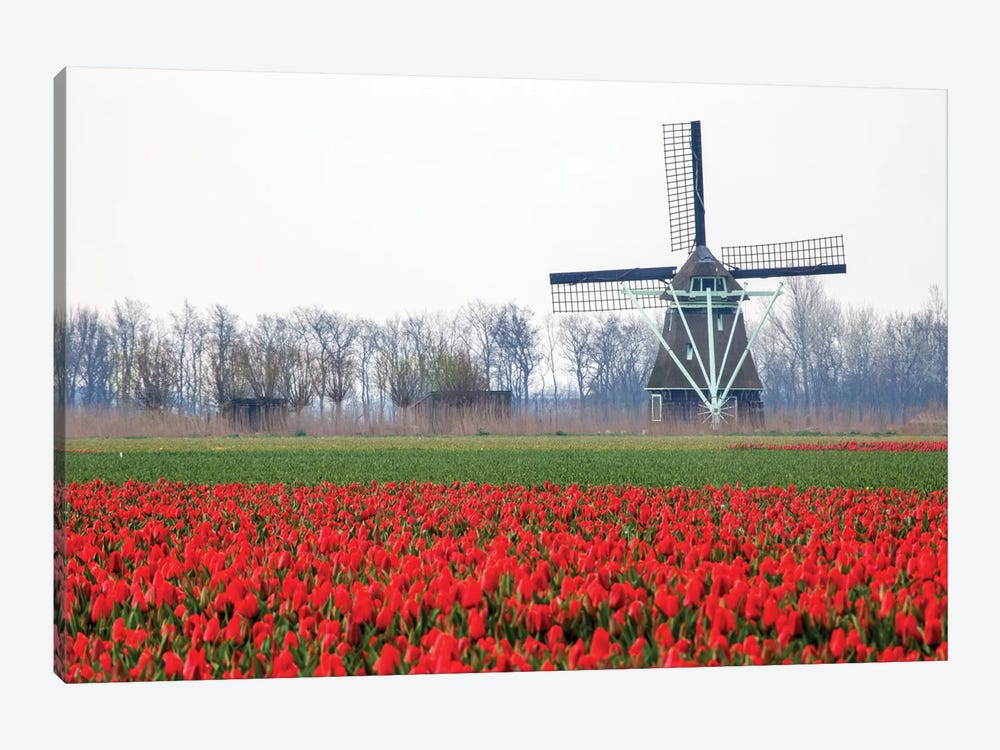 Netherlands, Old wooden windmill in a field of red tulips by Hollice Looney 1-piece Art Print