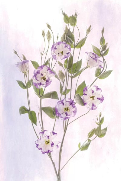 Hollice Looney: USA, Maryland, Bethesda, Purple and White, Digitally Altered by Hollice Looney