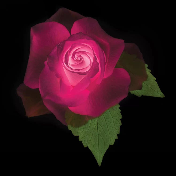 USA, Maryland, Bethesda, Rose on Black by Hollice Looney wall art