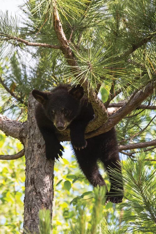 USA, Minnesota, Sandstone, Black Bear Cub Stuck in a Tree by Hollice Looney wall art