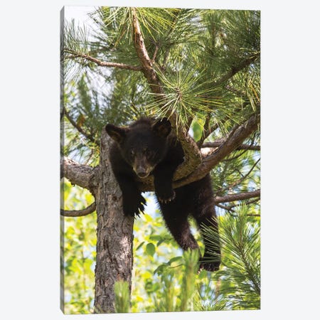 USA, Minnesota, Sandstone, Black Bear Cub Stuck in a Tree Canvas Print #HLO21} by Hollice Looney Canvas Art Print