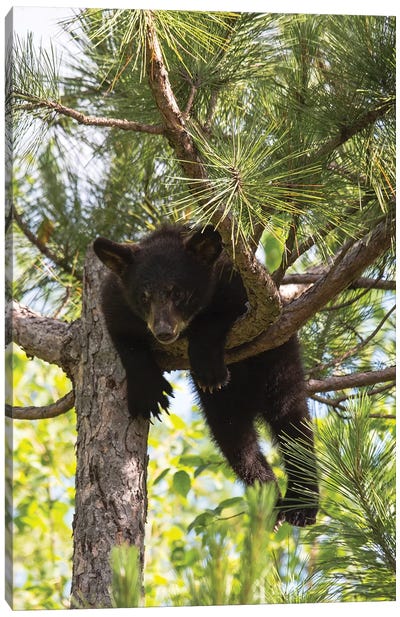 USA, Minnesota, Sandstone, Black Bear Cub Stuck in a Tree Canvas Art Print