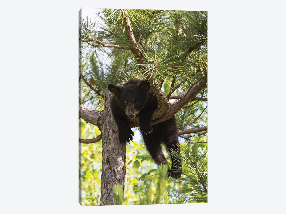 USA, Minnesota, Sandstone, Black Bear Cub Stuck in a Tree by Hollice Looney 1-piece Canvas Wall Art