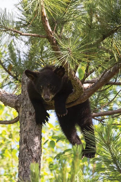 Minnesota: USA, Minnesota, Sandstone, Black Bear Cub Stuck in a Tree by Hollice Looney