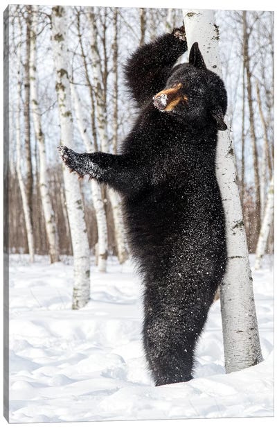 USA, Minnesota, Sandstone, Black Bear Scratching an Itch Canvas Art Print - Minnesota Art