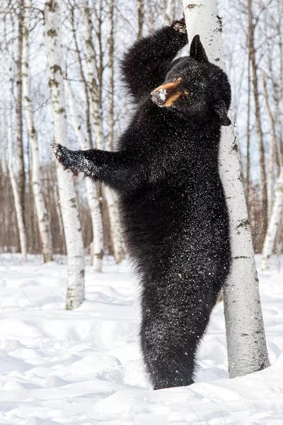 Hollice Looney: USA, Minnesota, Sandstone, Black Bear Scratching an Itch by Hollice Looney