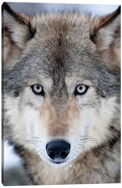 USA, Minnesota, Sandstone, Eyes of the Wolf Canvas Art Print - Wolf Art