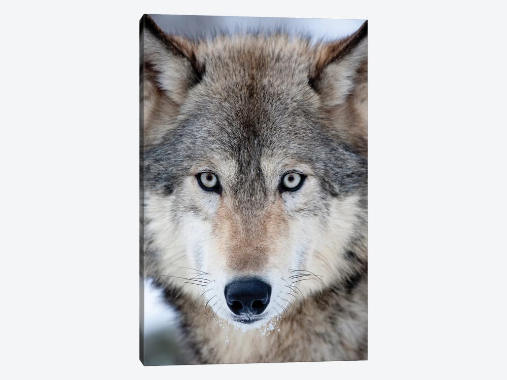 USA, Minnesota, Sandstone, Eyes of the Wolf by Hollice Looney 1-piece Canvas Wall Art