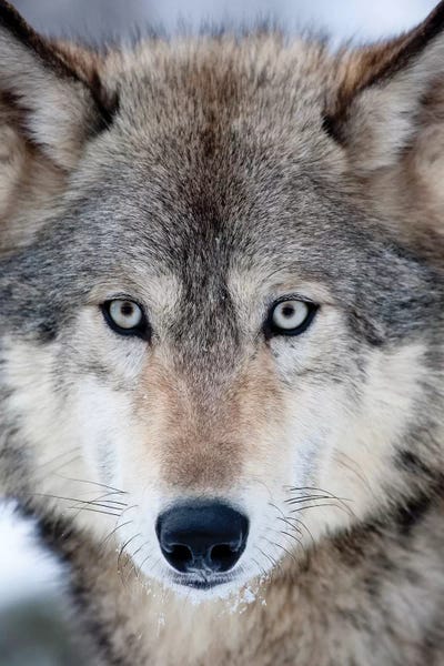 Hollice Looney: USA, Minnesota, Sandstone, Eyes of the Wolf by Hollice Looney