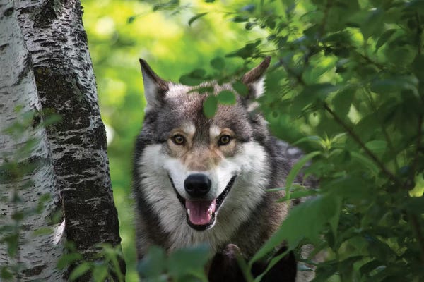 Hollice Looney: USA, Minnesota, Sandstone, Wolf by Hollice Looney