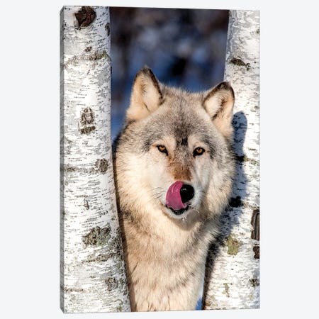 USA, Minnesota, Sandstone, Wolf in Birch Trees Canvas Print #HLO25} by Hollice Looney Canvas Wall Art