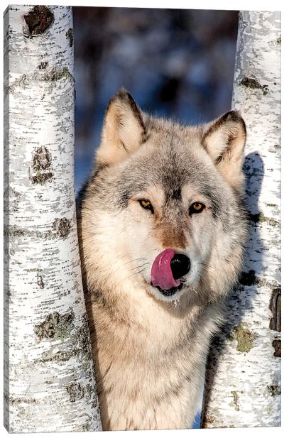 USA, Minnesota, Sandstone, Wolf in Birch Trees Canvas Art Print - Wolf Art