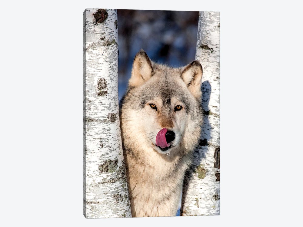 USA, Minnesota, Sandstone, Wolf in Birch Trees by Hollice Looney 1-piece Canvas Wall Art