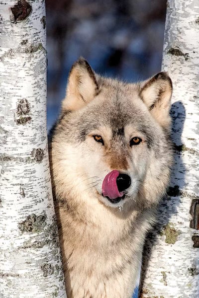 Hollice Looney: USA, Minnesota, Sandstone, Wolf in Birch Trees by Hollice Looney