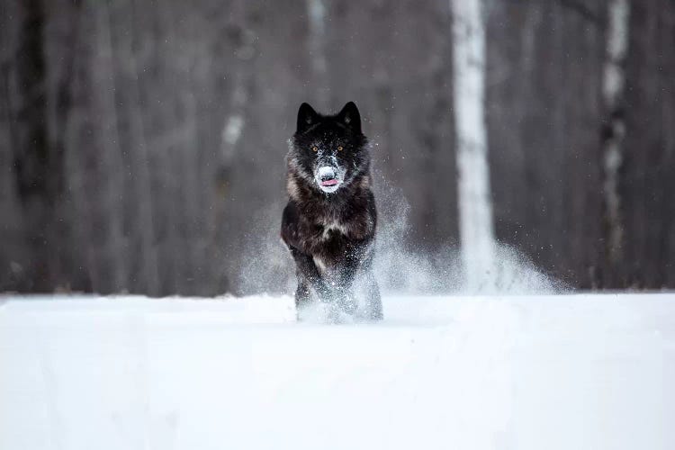 USA, Minnesota, Sandstone. Black wolf running through the snow