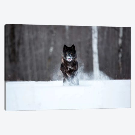 USA, Minnesota, Sandstone. Black wolf running through the snow Canvas Print #HLO26} by Hollice Looney Canvas Wall Art