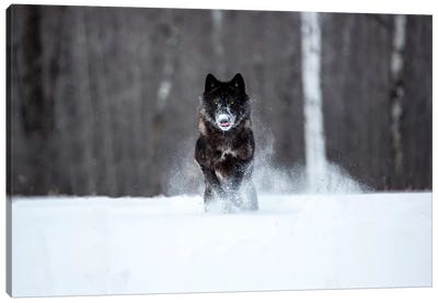 USA, Minnesota, Sandstone. Black wolf running through the snow Canvas Art Print