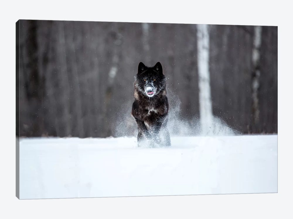 USA, Minnesota, Sandstone. Black wolf running through the snow by Hollice Looney 1-piece Canvas Art Print