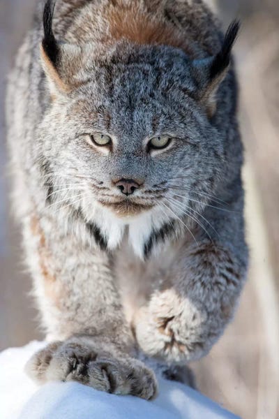 Hollice Looney: USA, Minnesota, Sandstone. Lynx walking by Hollice Looney