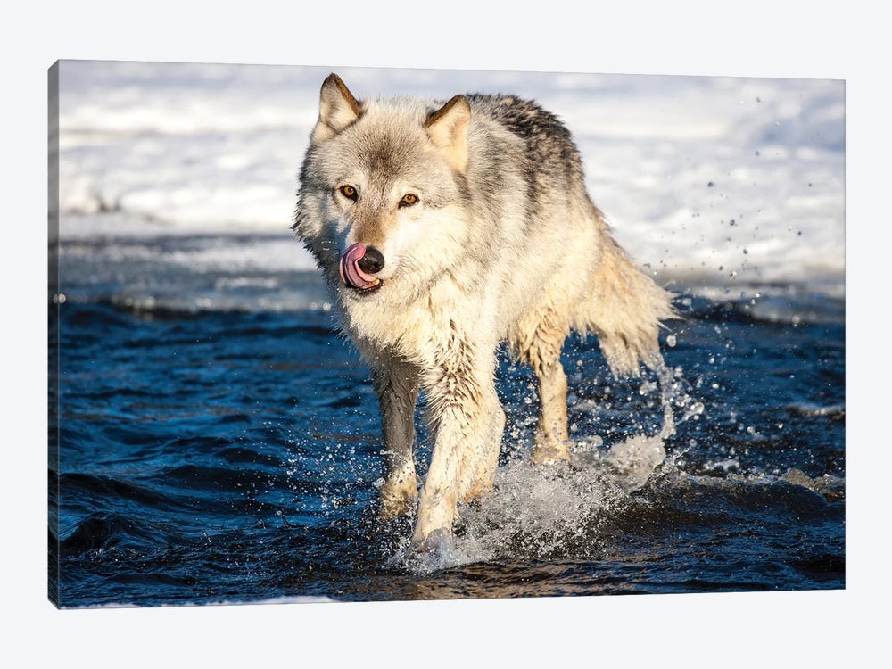USA, Minnesota, Sandstone. Wolf Running in the water by Hollice Looney 1-piece Canvas Art Print