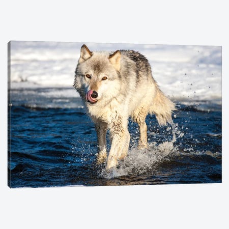 USA, Minnesota, Sandstone. Wolf Running in the water Canvas Print #HLO28} by Hollice Looney Canvas Print