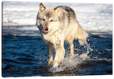 USA, Minnesota, Sandstone. Wolf Running in the water Canvas Art Print