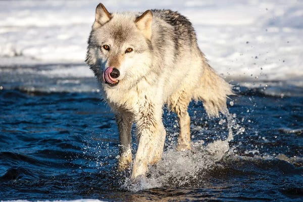 Hollice Looney: USA, Minnesota, Sandstone. Wolf Running in the water by Hollice Looney