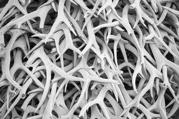 Antlers: USA, Montana. National Bison Range, Deer Antlers by Hollice Looney