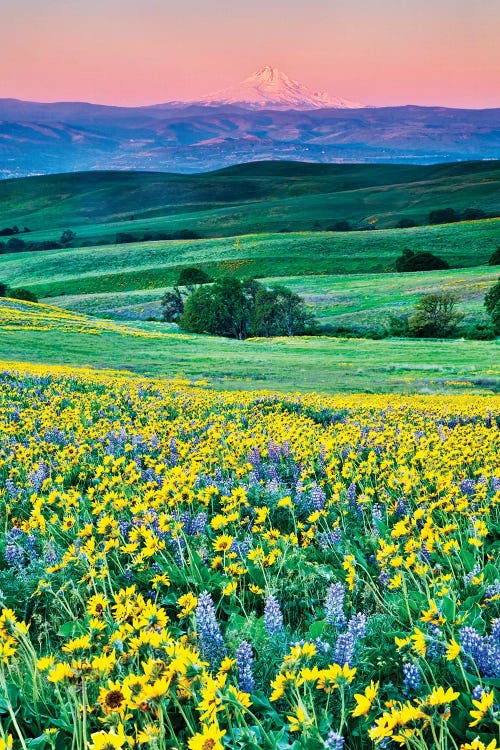 USA, Oregon, Columbia River Gorge landscape of field and Mt. Hood