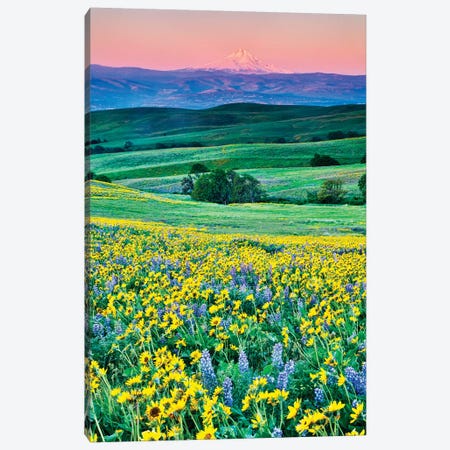 USA, Oregon, Columbia River Gorge landscape of field and Mt. Hood Canvas Print #HLO34} by Hollice Looney Art Print