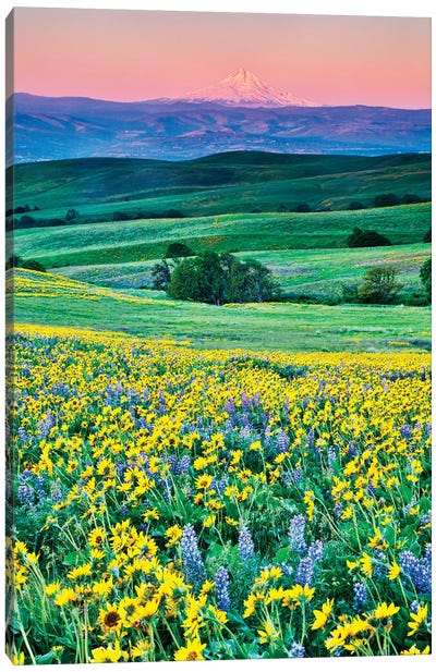USA, Oregon, Columbia River Gorge landscape of field and Mt. Hood Canvas Art Print - Mount Hood Art