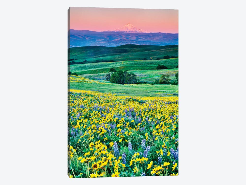 USA, Oregon, Columbia River Gorge landscape of field and Mt. Hood by Hollice Looney 1-piece Canvas Wall Art