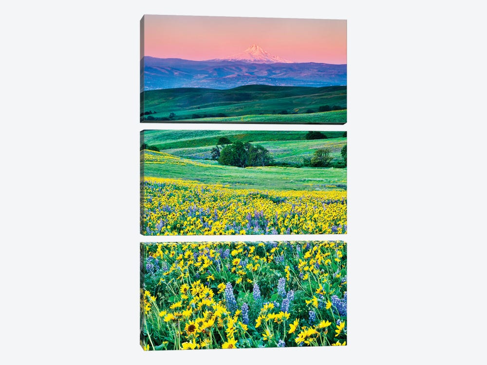 USA, Oregon, Columbia River Gorge landscape of field and Mt. Hood by Hollice Looney 3-piece Canvas Art