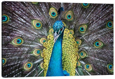 USA, South Carolina, Charleston, Peacock Canvas Art Print - Peacock Art