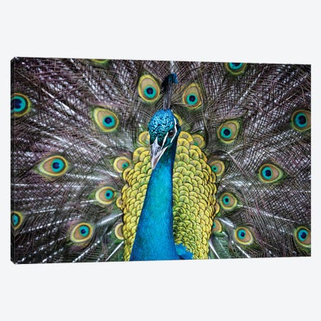 USA, South Carolina, Charleston, Peacock Canvas Print #HLO39} by Hollice Looney Canvas Wall Art