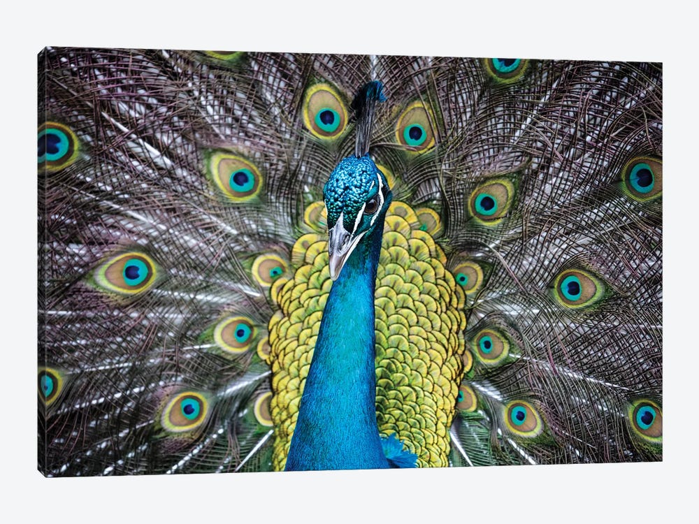 USA, South Carolina, Charleston, Peacock by Hollice Looney 1-piece Canvas Art Print