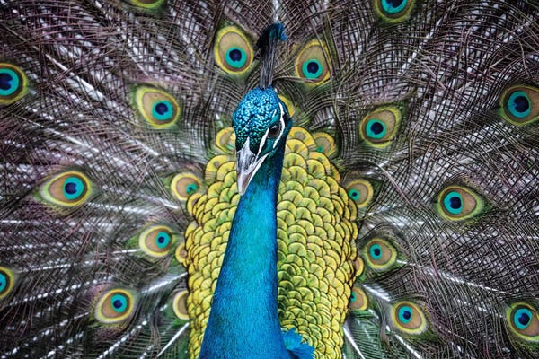 South Carolina: USA, South Carolina, Charleston, Peacock by Hollice Looney