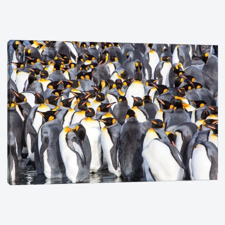 Antarctica, South Georgia Island, Salisbury Plain, King Penguins Canvas Print #HLO3} by Hollice Looney Art Print