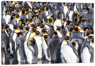 Antarctica, South Georgia Island, Salisbury Plain, King Penguins Canvas Art Print - Antarctica Art