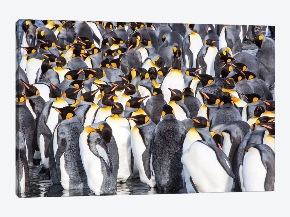 Antarctica, South Georgia Island, Salisbury Plain, King Penguins by Hollice Looney 1-piece Canvas Artwork