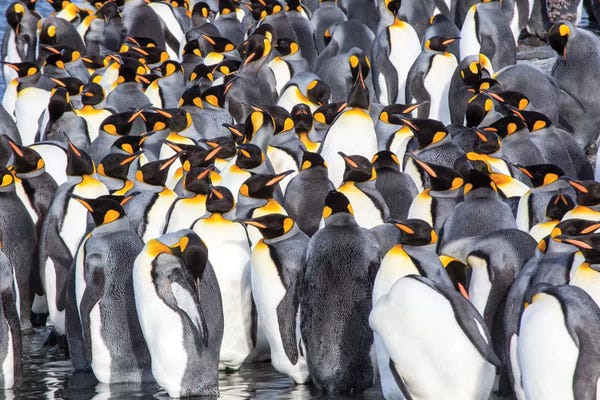 Antarctica: Antarctica, South Georgia Island, Salisbury Plain, King Penguins by Hollice Looney