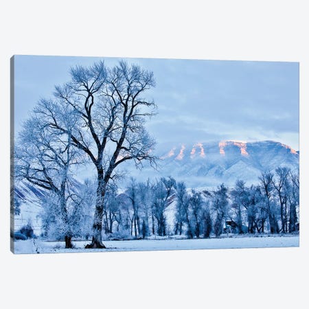USA, Wyoming, Shell, Hoar Frost in the Valley  Canvas Print #HLO40} by Hollice Looney Canvas Art Print