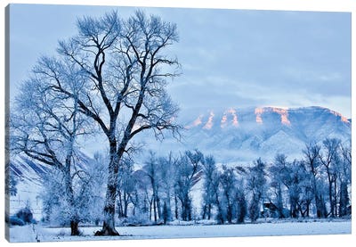 USA, Wyoming, Shell, Hoar Frost in the Valley  Canvas Art Print - Jordy Blue