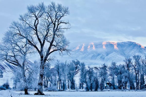 Hollice Looney: USA, Wyoming, Shell, Hoar Frost in the Valley  by Hollice Looney