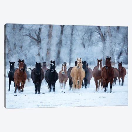 USA, Wyoming, Shell, Horses in the Cold  Canvas Print #HLO41} by Hollice Looney Art Print